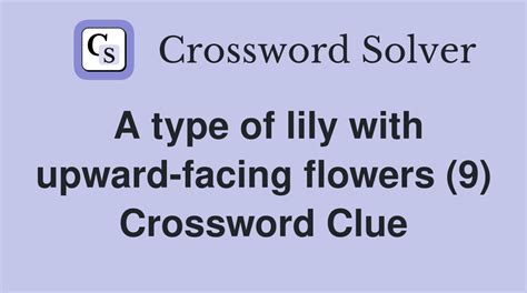 type of lily crossword clue|More.